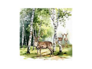 Servett Birch Forest