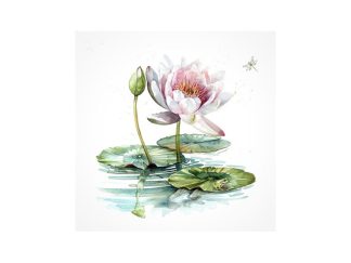 Servett Water Lily